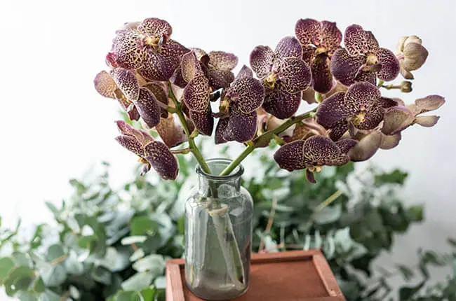 Cut Orchids in Vase