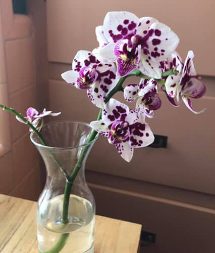 Fresh Cut Orchid in Vase