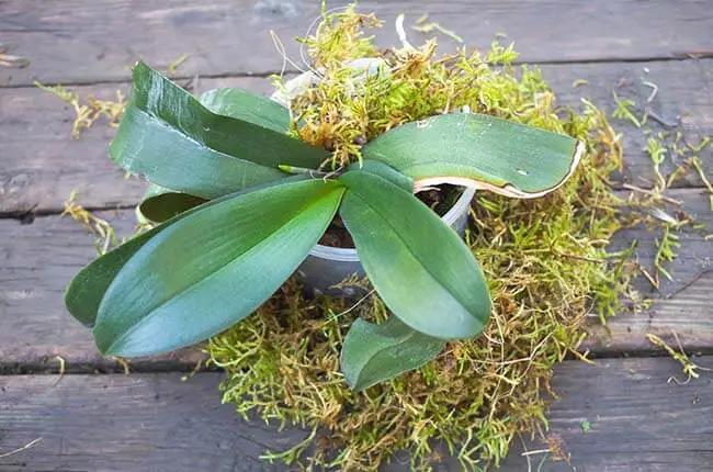 Orchid in live green moss