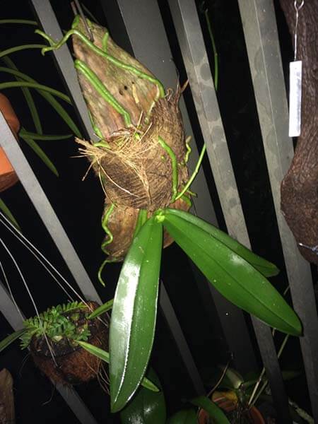 Phalenopsis barerooted mounted upside down