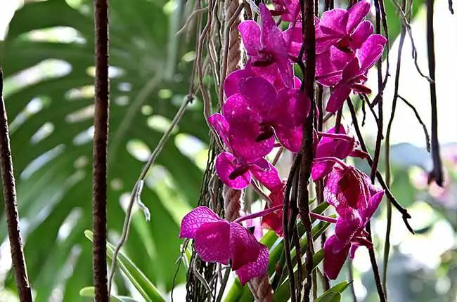 Orchid without pot hanging bare-rooted
