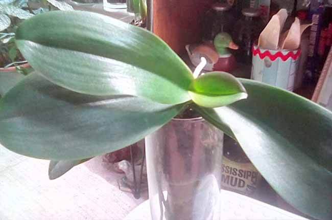grow orchid in water vase