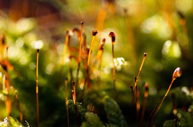Sphagnum moss with spores
