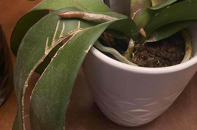 Dehydrated orchid with split leaf