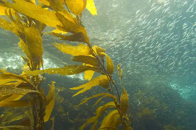 Kelp and Seaweed