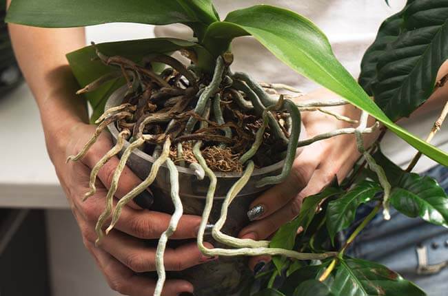 Are Air Roots on Orchids Good 