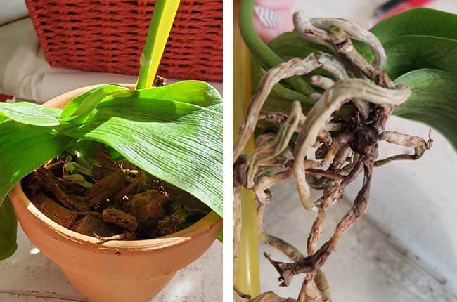 Orchid dry leaves due to Root Rot