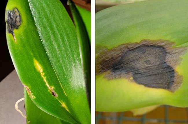 Orchid fungal and bacterial infection