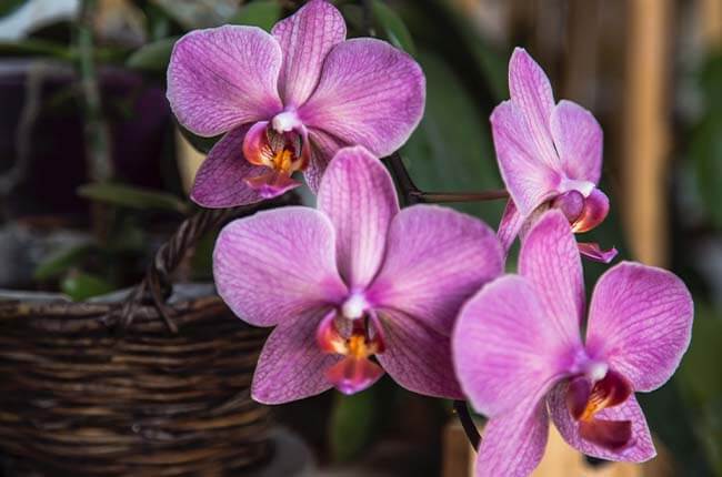 Orchid nutrition and fertilizing