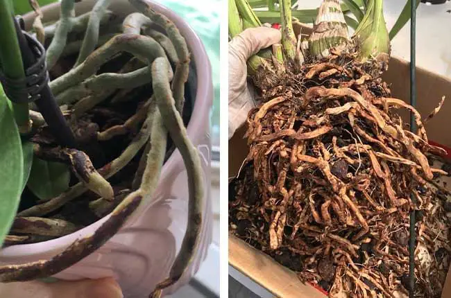 Orchid fertilizer root burn