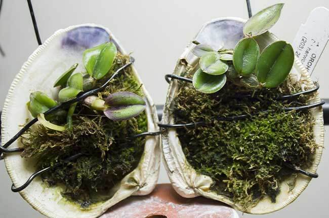 Mounted orchids with live moss