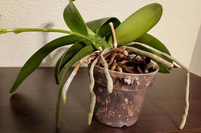 orchid with many aerial roots
