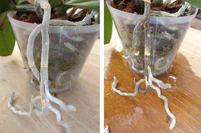 orchid roots turn green when wet, white when dry