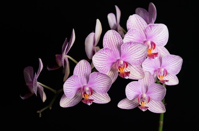 NoID orchids