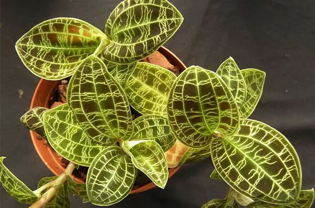 Orchid variegated species - Macodes Petola Jewel Orchid