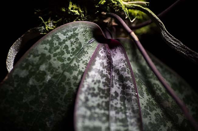 Orchid variegated species - Phalaenopsis Philippinensis