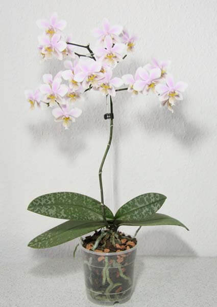 Orchid variegated species - Phalaenopsis Pinlong Cheris