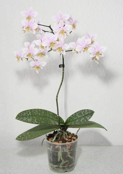 Phalaenopsis orchid