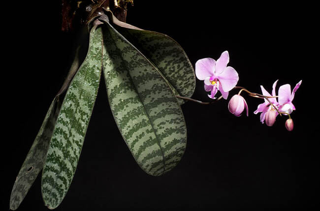 Orchid variegated species - Phalaenopsis Schilleriana