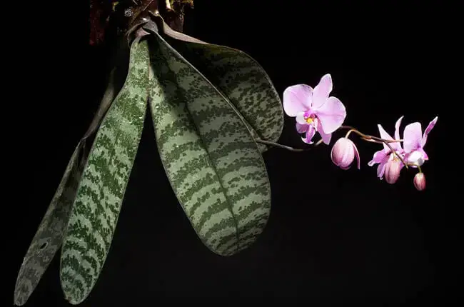spotted phalaenopsis orchid types
