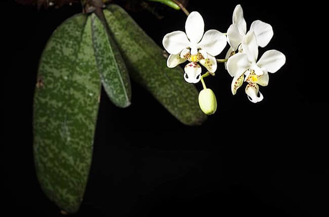 Orchid variegated species - Phalaenopsis Stuartiana