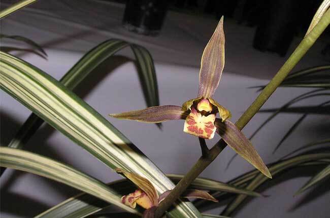 Cymbidium-Sinense