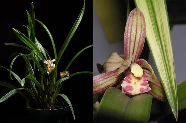 Cymbidium Ensifolium