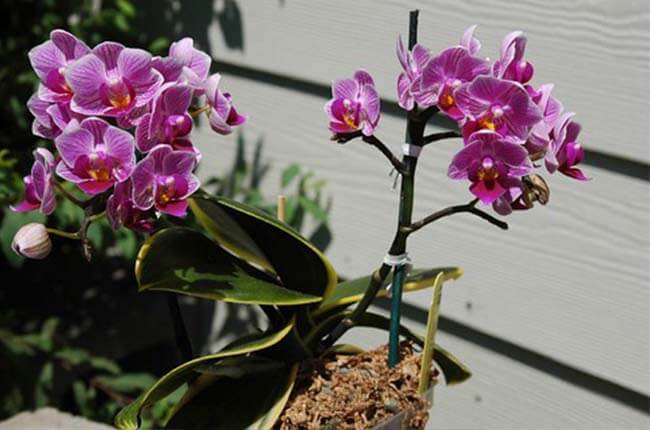 Phalaenopsis Sogo Vivien