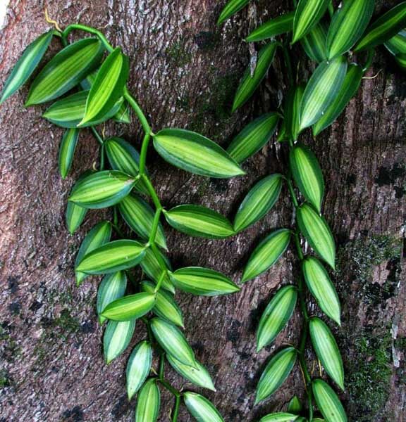 Vanilla-Planifolia-variegata
