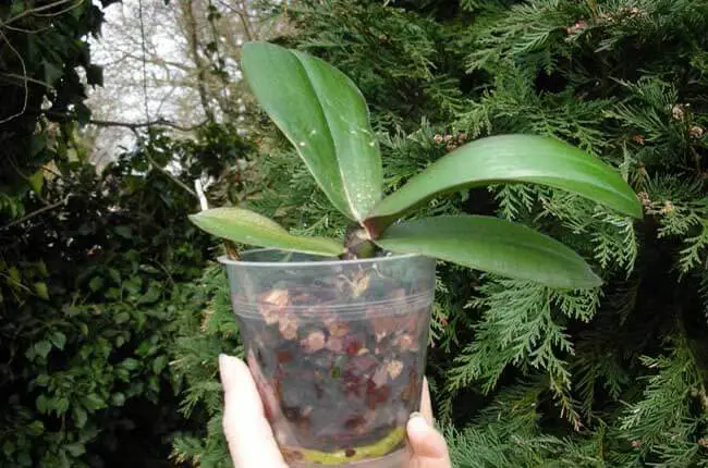 A mature keiki separated from parent and potted up 