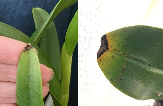 Dieback of a new leaf tip due to Calcium deficiency