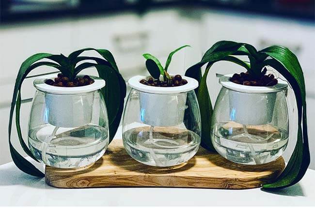 Self-watering pots for orchids