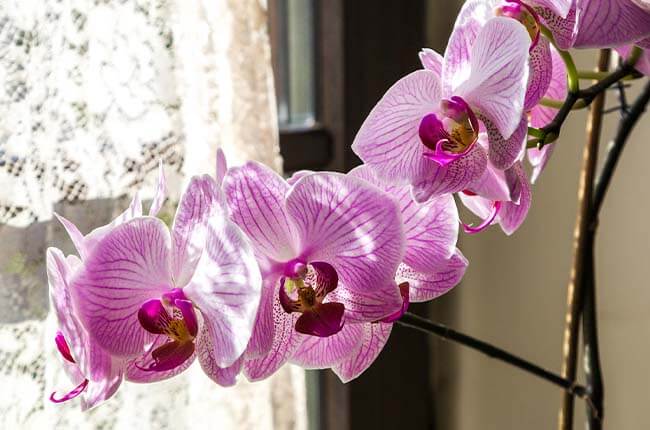 orchid light requirement