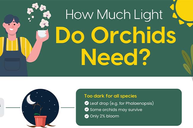 Orchid light requirement chart