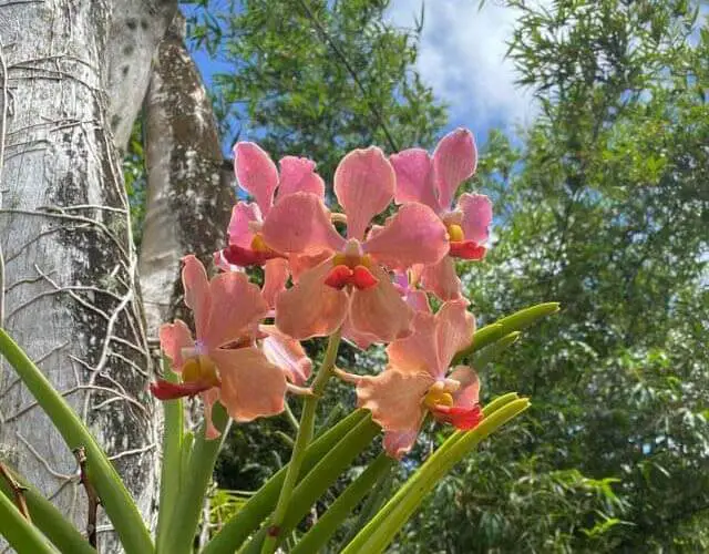 orchid direct sunlight