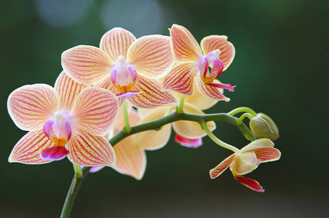 Best Orchid fertilizer