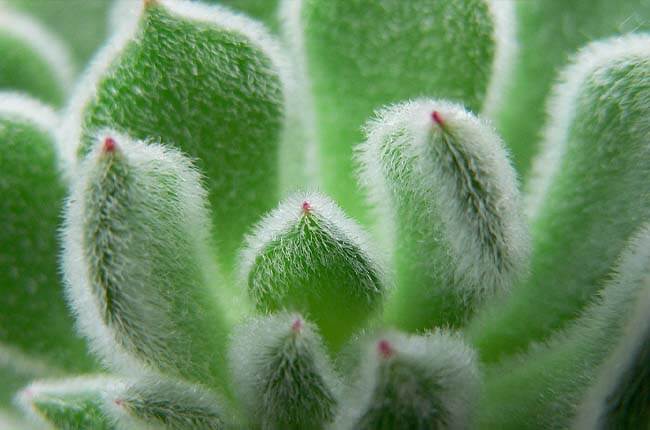 Fuzzy succulents with trichomes