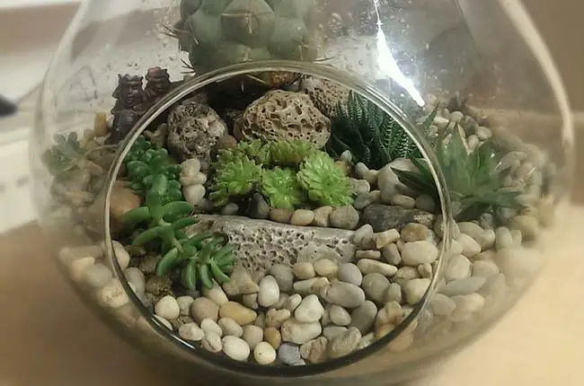 succulent terrarium with gravel
