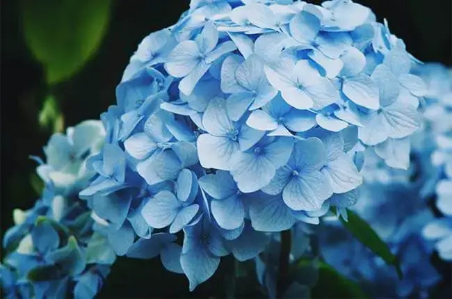 Acid-loving-plant_Hydrangea