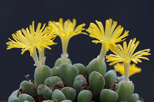 Conophytum meyeri is a scented Mesemb species
