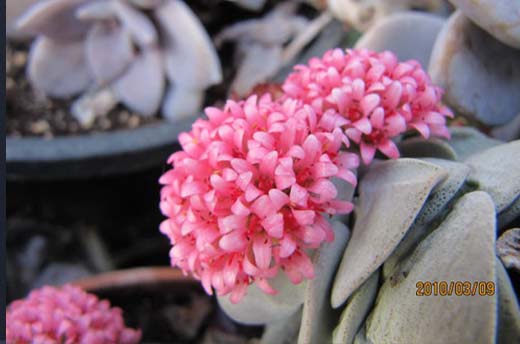 Crassula Falcate