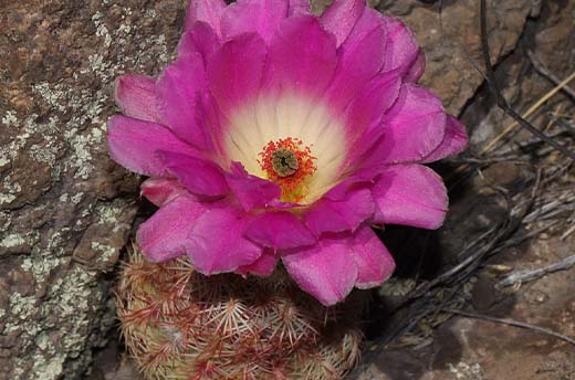 Echinocereus pectinatus