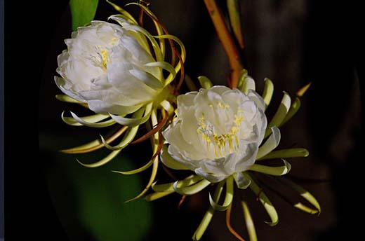 Epiphyllums bloom only for one night