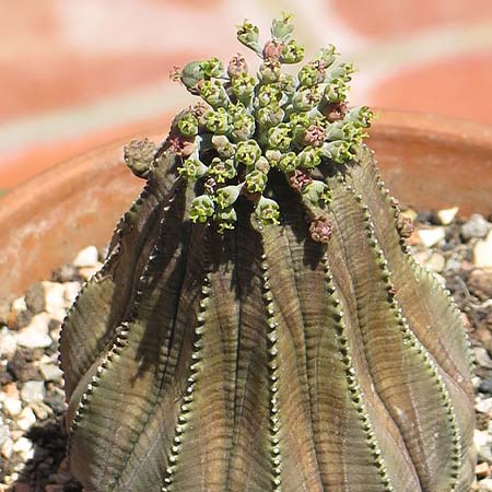 Euphorbia obesa