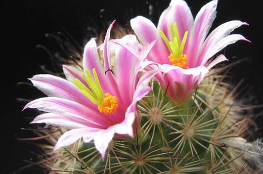 Mammillaria blossfeldiana