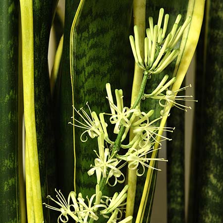 Sansevieria has cream-colored blooms with a strong musky scent