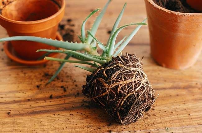 remove soil off roots when repot