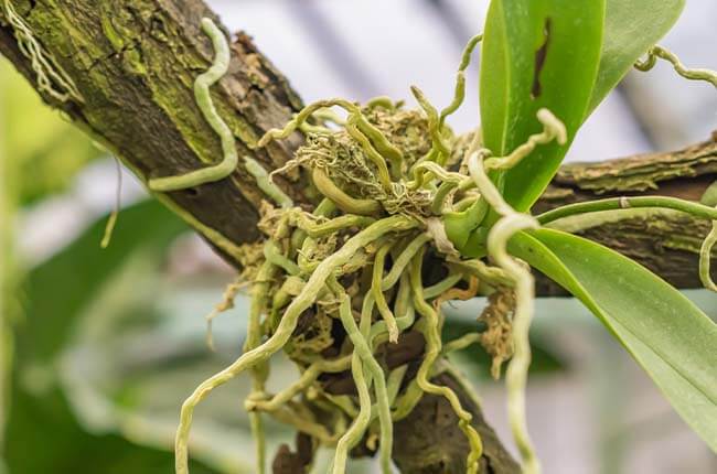 Epiphytic orchids with aerial roots on tree