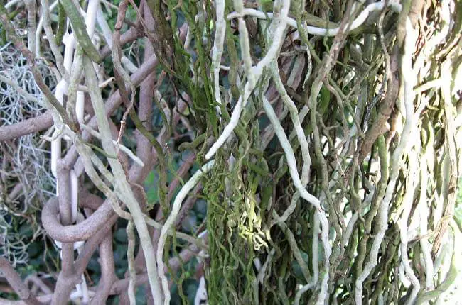 4-effective-ways-to-promote-aerial-roots-explained-askgardening