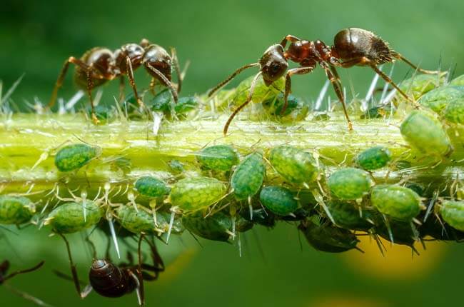 ants and aphids